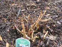 Garten 2009 006.webp