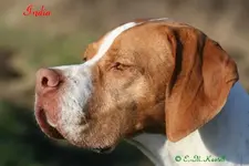 India_1_klein.webp