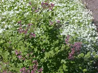 Zwergflieder.webp