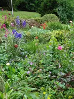 beeterittersporn.webp