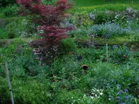 beetetotalmitahorn.webp