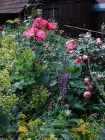 rosesalbeifrauenmantel.webp