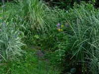 teiche.webp
