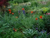 untersesbeetmitmohn.webp