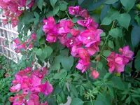Bougainvillee.webp