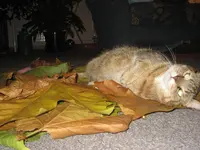 Umzug in den Ostblock 10-20-30  und Herbstkatze 012.webp
