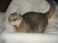 Umzug in den Ostblock 10-20-30  und Herbstkatze 015.webp