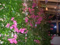 Wintergarten senden.webp