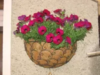 Petunien.webp