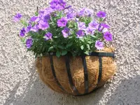 Petunien 2.webp