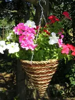 Petunien 3.webp