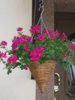 Petunien 5.webp