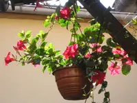 Mandevilla.webp