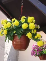 Begonien.webp