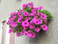 Petunien 6.webp