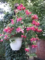 Fuchsie.webp
