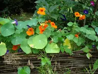 flechtzaunkapuziner.webp
