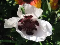 Bild 12.webp