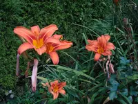 lilien.webp