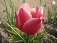 124115 006.webp
