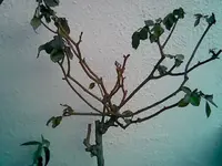 Rose.webp