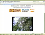 Baum.webp