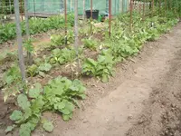 124115 016.webp