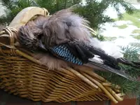 Vogel 1.webp