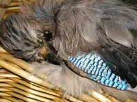 Vogel 2.webp