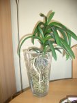 vanda glas.JPG