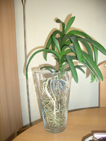 vanda glas.webp