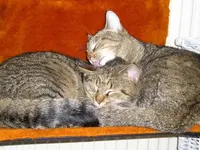 Cleo und Oscar 5.webp