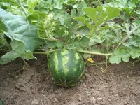 124115 224.webp 124115 224.webp