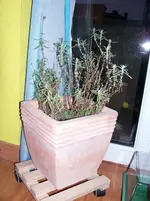 Lavendelstrauch.1.webp