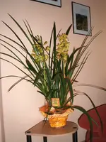 Orchidee.webp
