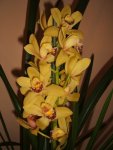 Orchidee (1).jpg