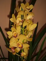 Orchidee (1).webp