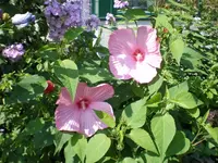 Sumpf rosa.webp