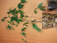 DSCF5052.webp