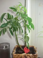 Blume.webp
