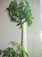 Blume1.webp