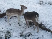 Ausflug Moritzburg mit Wildgehege 006.webp