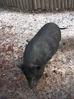Ausflug Moritzburg mit Wildgehege 003.webp