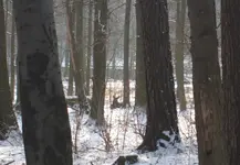 Ausflug Moritzburg mit Wildgehege 020.webp
