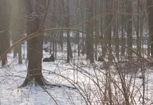 Ausflug Moritzburg mit Wildgehege 021.webp