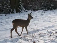 Ausflug Moritzburg mit Wildgehege 023.webp