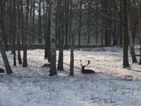 Ausflug Moritzburg mit Wildgehege 008.webp