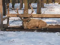 Ausflug Moritzburg mit Wildgehege 032.webp