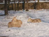 Ausflug Moritzburg mit Wildgehege 033.webp