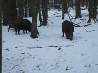 Ausflug Moritzburg mit Wildgehege 046.webp